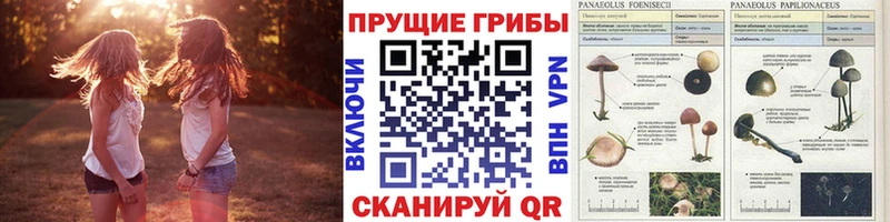 Галлюциногенные грибы Cubensis Купить Егорьевск